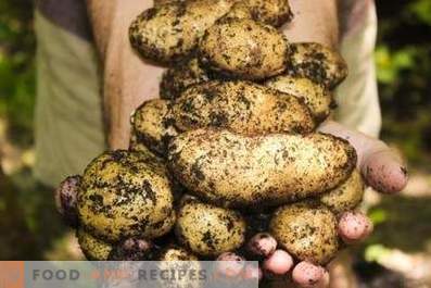 Kartoffeln: Nutzen und Schaden für den Körper