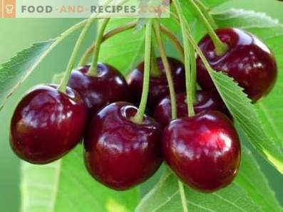 Magus kirsid: tervise eelised ja kahju