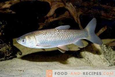 Valge amuuri kala: kasu ja kahju